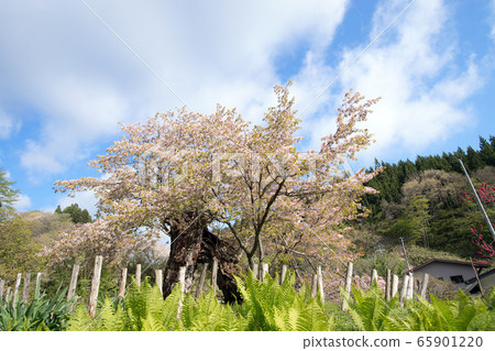 Kasumi Sakura, Yurihonjo City, Akita Prefecture 65901220