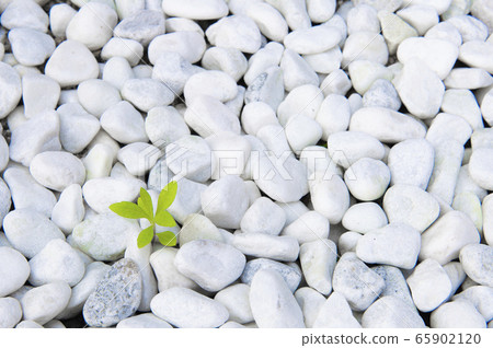 白鵝卵石和植物的芽 白鵝卵石和植物的芽 65902120