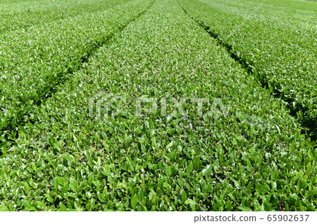 Ibi Tea Tea Field 65902637
