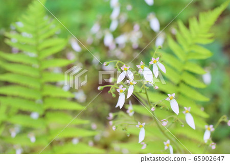 Yukinoshita flower 65902647