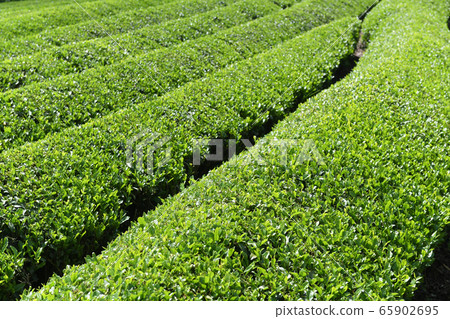 伊比茶場 65902695