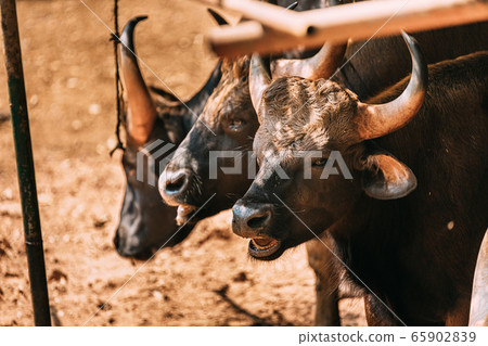 Goa, India. Gaur Bull, Bos Gaurus Or Indian Bison Resting On Ground. It Is The Largest Species Among The Wild Cattle. In Malaysia, It Is Called Seladang, And Pyaung In Myanmar 65902839