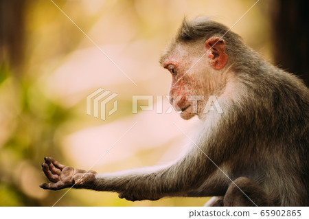 Goa, India. Old Bonnet Macaque - Macaca Radiata Or Zati Is Looking For Fleas. Close Up Goa, India. Old Bonnet Macaque - Macaca Radiata Or Zati Is Looking For Fleas. Close Up 65902865