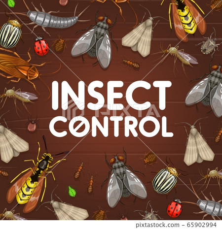 Pest control, insect disinsection. Bugs and flies 65902994