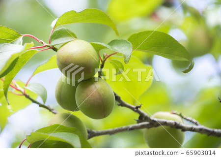 Plum seed ome 65903014