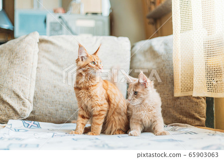 Two Funny Curious Young Red Ginger Maine Coon Kittens Cats Sitting At Home Sofa. Coon Cat, Maine Cat, Maine Shag 65903063