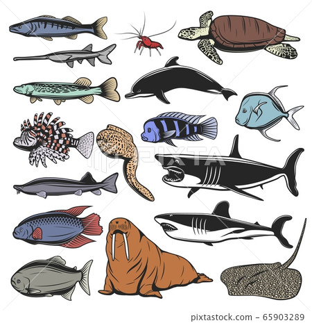 Sea animals, isolated fish and turtle Sea animals, isolated fish and turtle 65903289