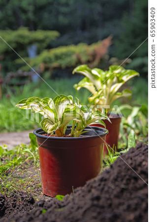 Landscape design 65903409