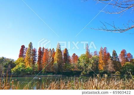 Autumn leaves of Inokashira Park Autumn leaves of Inokashira Park 65903422