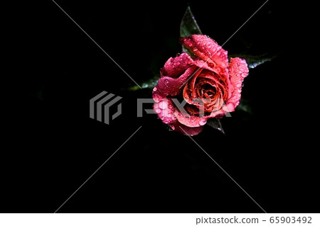 玫瑰 65903492