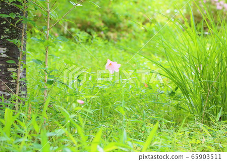 百合花 65903511