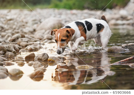Small Jack Russell terrier walking near shallow river shore, exploring water and wet stones Small Jack Russell terrier walking near shallow river shore, exploring water and wet stones 65903666