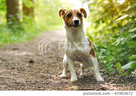 Small Jack Russell terrier standing on forest footpath, look attentively, front view, her fur still little wet from swimming in river 65903672