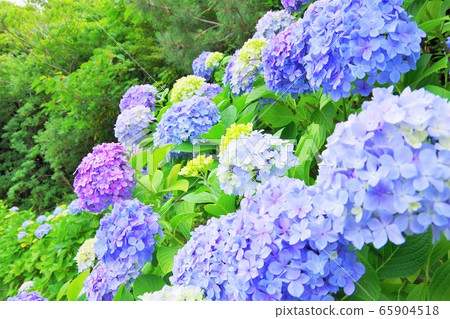 Hydrangea Hydrangea June 65904518