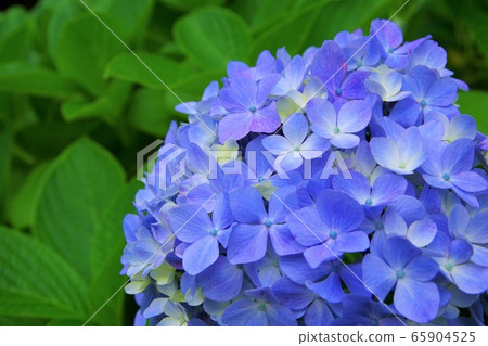 Hydrangea Hydrangea June 65904525
