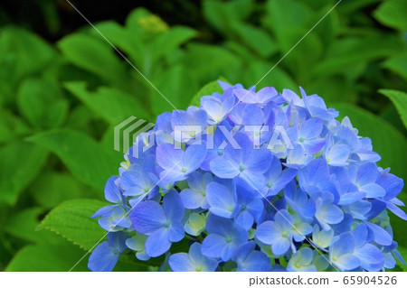 Hydrangea Hydrangea June 65904526