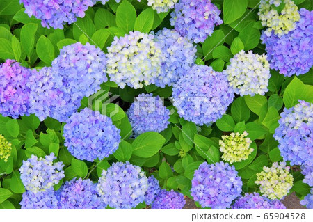 Hydrangea Hydrangea June 65904528