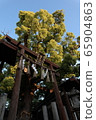Camphor tree 65904863