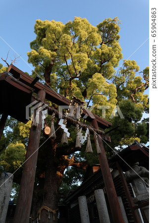 Camphor tree 65904863