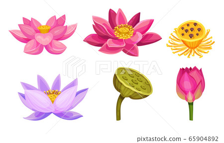 Lotus Aquatic Plant with Large Showy Flowers and Leaves Isolated on White Background Vector Set 65904892