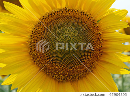 Sunflower (front up, side) Sunflower (front up, side) 65904893