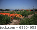 Flower garden 65904953