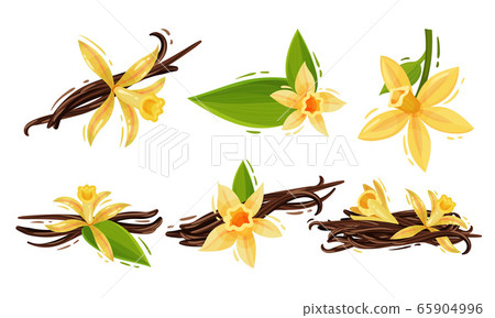 Vanilla Flowers and Pods or Sticks Isolated on White Background Vector Set Vanilla Flowers and Pods or Sticks Isolated on White Background Vector Set 65904996