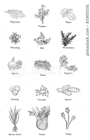 Set of culinary herbs. Fennel, green onion, Set of culinary herbs. Fennel, green onion, 65905038