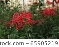 Mandarin saixa 65905219