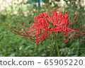 Cluster amaryllis 65905220