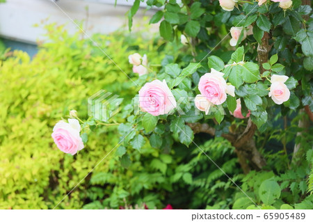 玫瑰花朵Pierre de Ronsar 玫瑰花朵Pierre de Ronsar 65905489