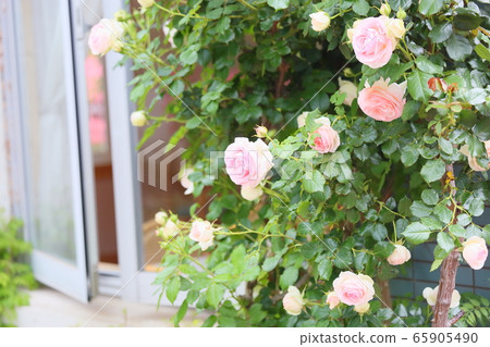 Rose flowers Pierre de Ronsar 65905490