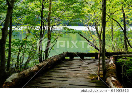 Hakkoda / Towada Gold Line, fresh green Tsutanuma 65905813