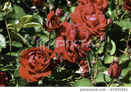 Rose "Lily Marlane" Rose "Lily Marlane" 65905861