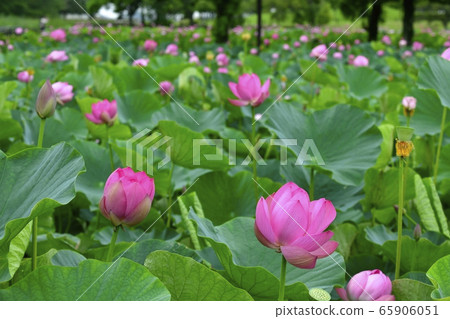 Ancient lotus village, blooming lotus pond Ancient lotus village, blooming lotus pond 65906051