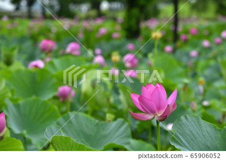 Ancient lotus village, blooming lotus pond Ancient lotus village, blooming lotus pond 65906052