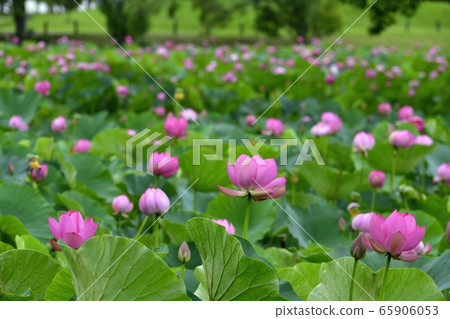 Ancient lotus village, blooming lotus pond Ancient lotus village, blooming lotus pond 65906053