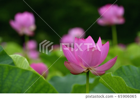 Ancient lotus village, blooming lotus pond 65906065