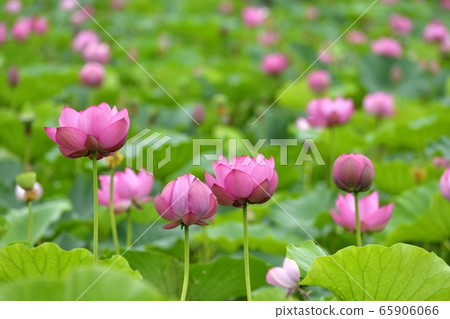 Ancient lotus village, blooming lotus pond 65906066