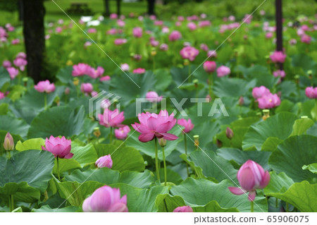Ancient lotus village, blooming lotus pond 65906075