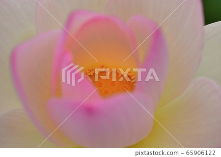 古蓮花村 65906122
