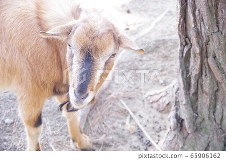 goat goat 65906162