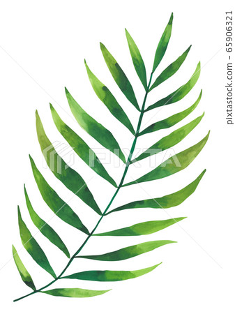 熱帶植物水彩檳榔 65906321