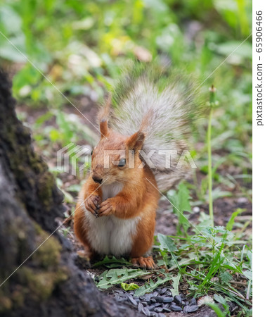 Squirrel climbs to top a tree 65906466