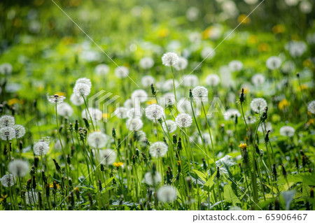 Field dandelion close up on a blurred background. Field dandelion close up on a blurred background. 65906467