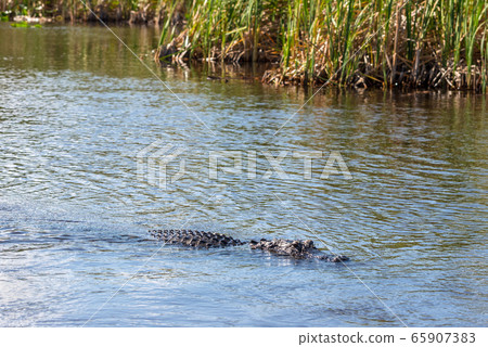 Alligator floating on the water in Everglades Alligator floating on the water in Everglades 65907383
