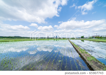 Minuma稻田春天，播種後稻田風景秀麗 65907743