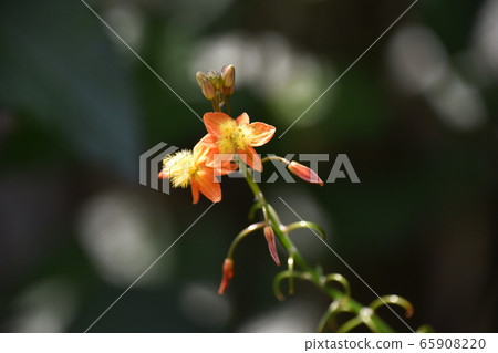 Flower aloe (Burbrine) 65908220