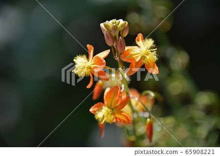 Flower aloe (Burbrine) 65908221
