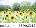 Sky and sunflower field 65908345